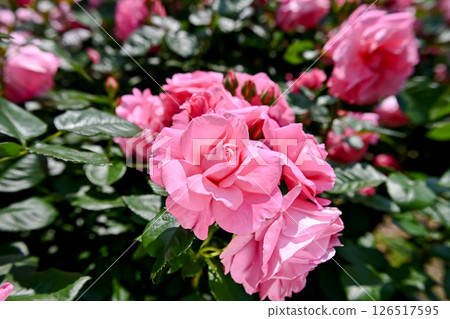 美麗的粉紅玫瑰 美麗的粉紅玫瑰 126517595