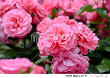 美麗的粉紅玫瑰 126517597