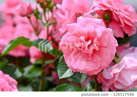 Beautiful pink roses 126517598
