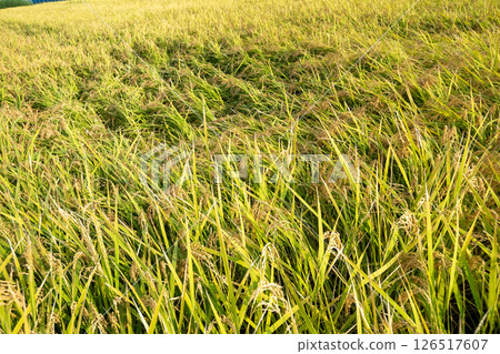 Falling of rice Falling of rice 126517607