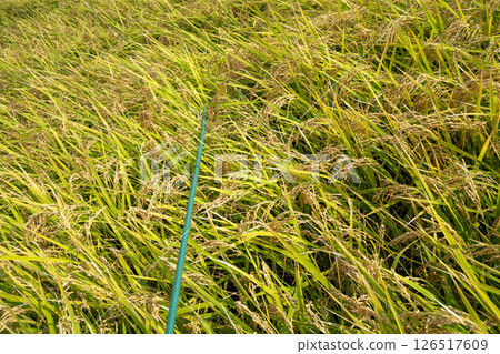 米飯和棍子 126517609