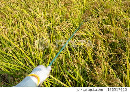 米飯和棍子 126517610