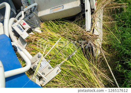 水稻收割 126517612