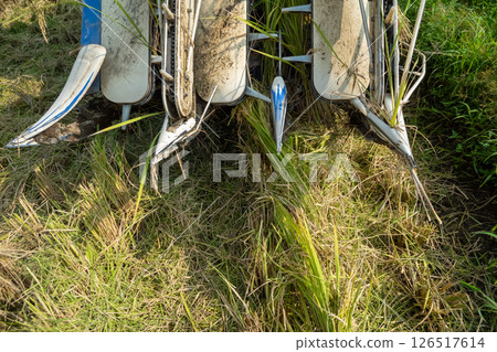 水稻收割 126517614