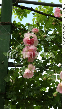 Medium-sized rose Jasmina flower and bud vertical Medium-sized rose Jasmina flower and bud vertical 126517637