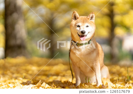 柴犬在銀杏樹下玩耍 可愛的柴犬 柴犬茜 126517679