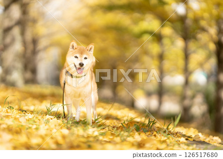 柴犬在銀杏樹下玩耍 可愛的柴犬 柴犬茜 柴犬在銀杏樹下玩耍 可愛的柴犬 柴犬茜 126517680