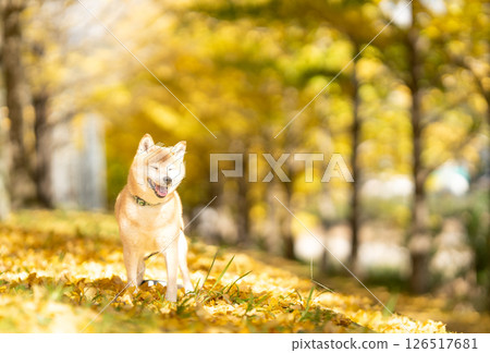 Shiba Inu playing under the ginkgo tree Cute Shiba Inu Shiba Inu Akane 126517681