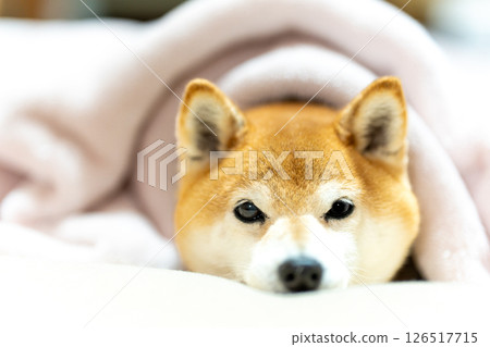 Shiba Inu peeking out from the bed Cute Shiba Inu Shiba Inu Akane 126517715