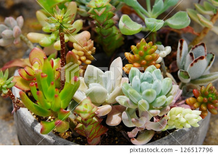 Picking cactus 126517796