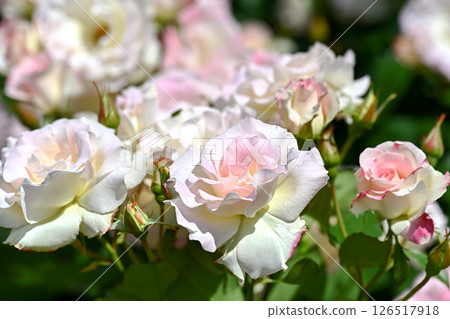 Roses Roses 126517918