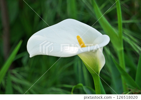 White calla lilies blooming in a flowerbed (spring, April) 126518020
