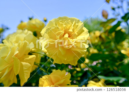 Yellow Rose Flower 126518036