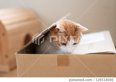 紙箱裡的貓棕色虎斑白色 126518056