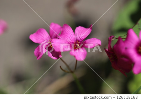 開花在春天領域的桃紅色酢漿草花 126518168