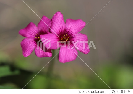 Pink oxalis flowers blooming in spring field Pink oxalis flowers blooming in spring field 126518169