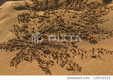 The result of Sand Crab's hard work The result of Sand Crab's hard work 126518323