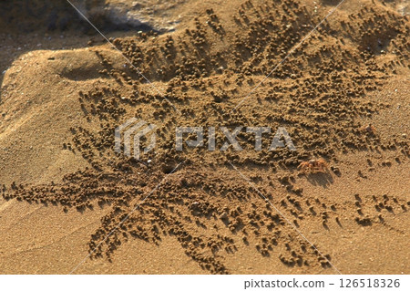 The result of Sand Crab's hard work The result of Sand Crab's hard work 126518326