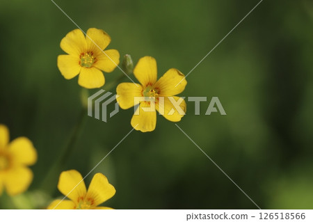 Yellow wood sorrel flowers blooming in a spring field 126518566