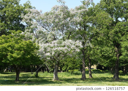 The Nanjamonja tree with me as the main character 126518757