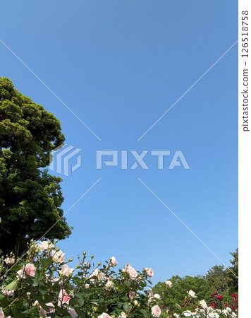 A rose flower looking at a clear sky 126518758