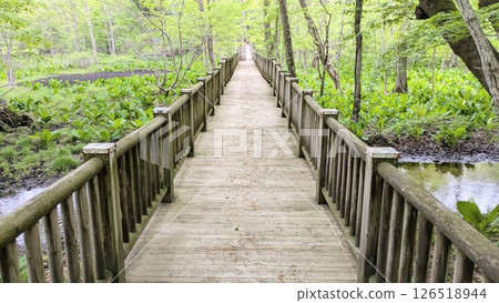 穿過森林的步道，一座用於觀察的木橋 126518944