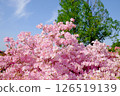 粉紅杜鵑花和藍天 126519139