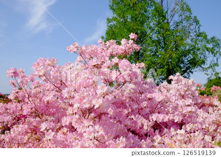 粉紅杜鵑花和藍天 126519139