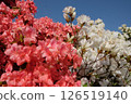 紅色和白色的杜鵑花 126519140