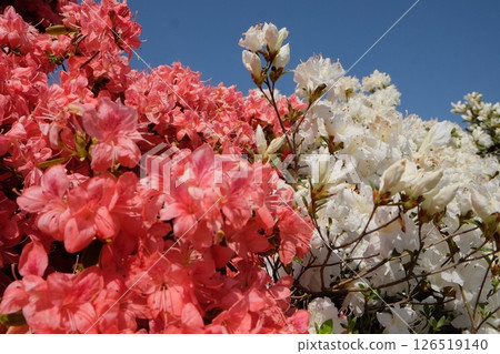 紅色和白色的杜鵑花 126519140