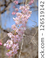 盛開的可愛垂枝櫻花 126519142