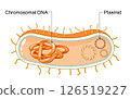 Bacterial circular DNA and Plasmid. Bacteria anatomy. Gene transfer 126519227