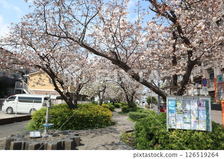 Nitta Greenway during cherry blossom season (Kohoku Ward, Yokohama City) 126519264