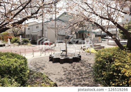 Nitta Greenway during cherry blossom season (Kohoku Ward, Yokohama City) 126519266