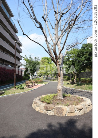 新綠時節的新田綠道(橫濱市港北區) 新綠時節的新田綠道(橫濱市港北區) 126519292