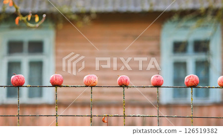 Six ripe red apples hanging on a rusty wire fence with a blurred wooden house in the background Six ripe red apples hanging on a rusty wire fence with a blurred wooden house in the background 126519382