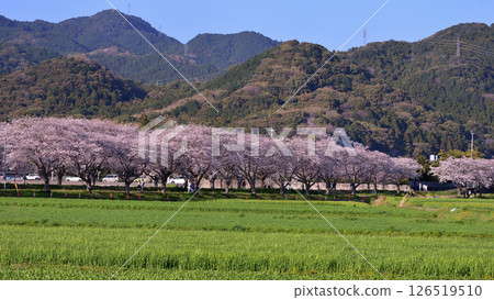 Cherry blossom trees on the Kusaba River 126519510