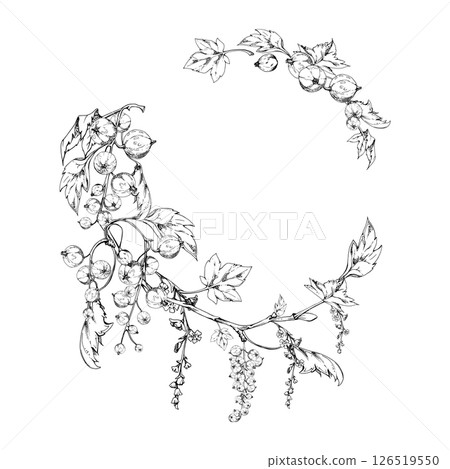 Currant gooseberry with green leaves, flowers in long clusters, berry hanging on branches. Isolated wreath frame hand drawn in vector ink. Home preserves, textile, fresh food store, vegan recipe cards Currant gooseberry with green leaves, flowers in long clusters, berry hanging on branches. Isolated wreath frame hand drawn in vector ink. Home preserves, textile, fresh food store, vegan recipe cards 126519550