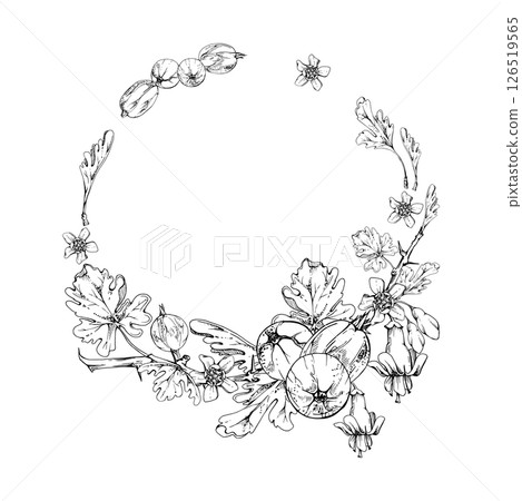 Gooseberry berries leaves flower buds hanging on thorny branch, vector ink hand drawn wreath. Ripe garden juneberry casseille currant. Cut out botanical illustration. Home preserves cookbook, florist 126519565
