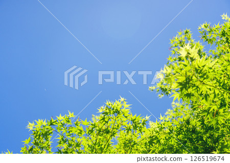 Copy space of fresh green leaves of maple trees wrapped in spring light and clear blue sky 126519674