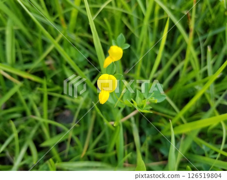 Yellow Lotus Flower 126519804