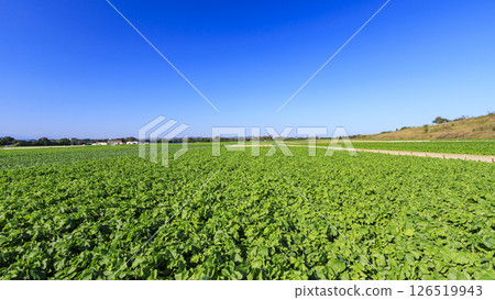 Photographing a cabbage field in bloom against a clear blue sky Photographing a cabbage field in bloom against a clear blue sky 126519943