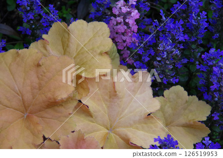 花園圖片：筋骨草巧克力片和礬根 126519953