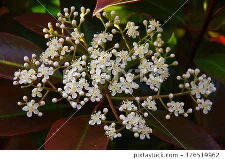 紅葉石楠 紅葉石楠 126519962