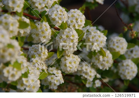 Kodemari Kodemari 126519971