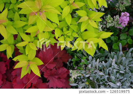 Garden image: Colorful leaves 126519975