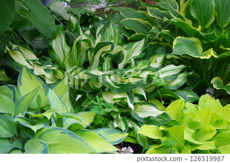 Hosta Giboshi 126519987