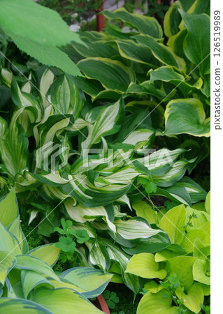 Hosta Giboshi 126519989