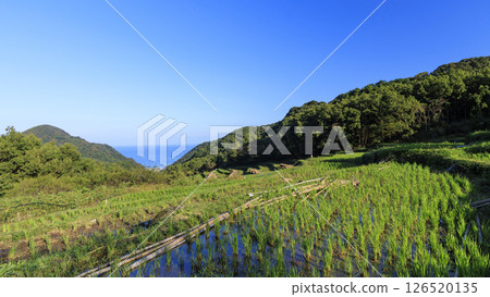 Ishibe Rice Terraces in Autumn Ishibe Rice Terraces in Autumn 126520135