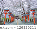 在六甲歐文神社的櫻花 126520211